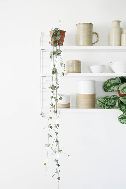 Trailing-plants-on-shelving