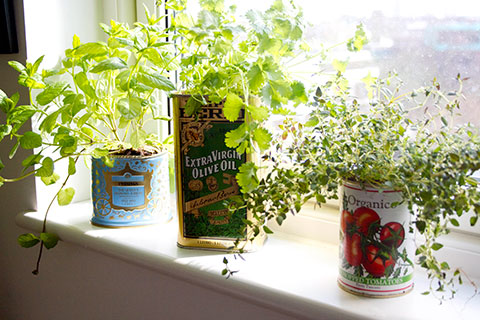 herbs-in-recycled-tins-in-kitchen