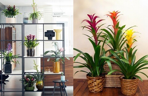 Bromeliads