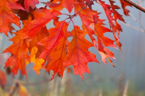 Bringing autumn into your home