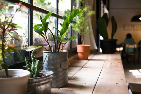 Indoor plants you can’t kill!