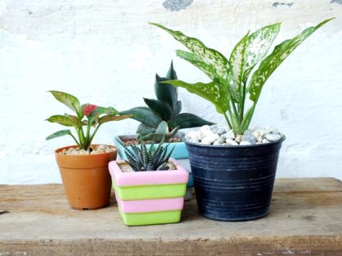 How To Keep Your Plants Alive