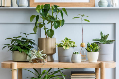 How To Pack Plants For Moving