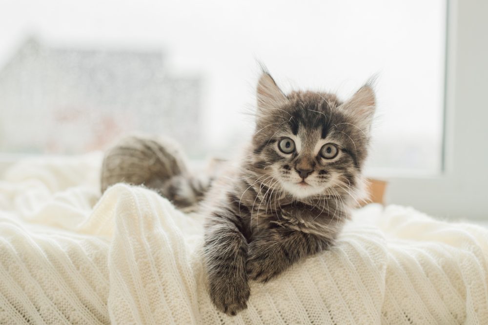 Little cute grey kitten