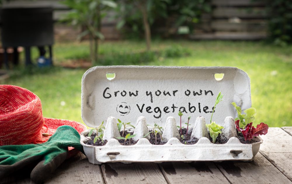 Growing vegetables on egg box