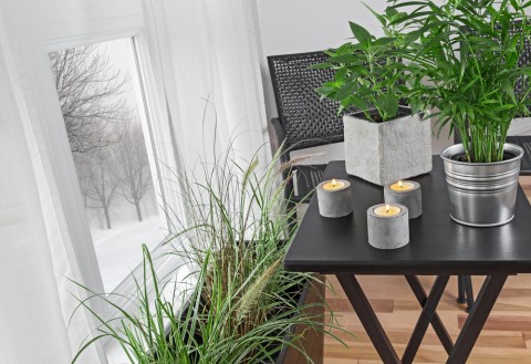 Comment garder vos plantes en vie